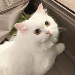 Meet your Posher, Jianing